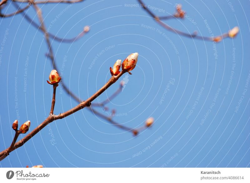 Erste Knospen zeigen sich auf den Sträuchern. Frühling austreiben Wachstum Frühlingserwachen Zweig Baum wachsen Leben Wärme Hintergrund Himmel blau wolkenlos.