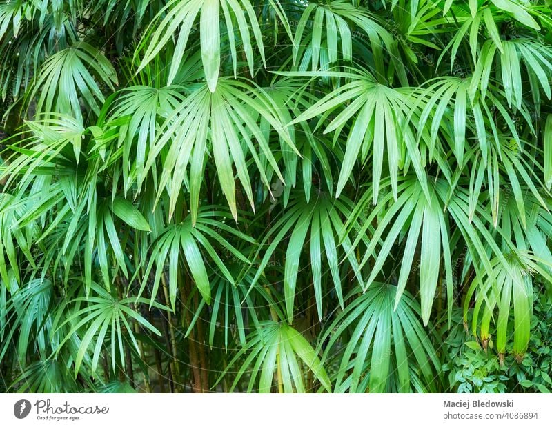 Bild von grünen Blättern, Natur Hintergrund. Wald Blatt Dschungel Pflanze Umwelt natürlich tropisch Regenwald Foto