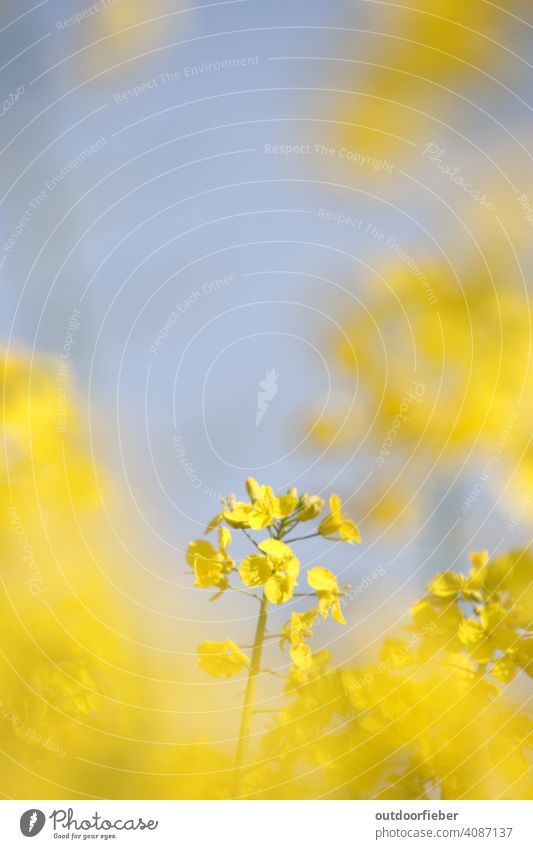 Im Rapsfeld gelb Frühling blau Blauer Himmel Blühend Natur fröhlich Pflanze Blüte Umwelt Landwirtschaft Schönes Wetter Außenaufnahme Farbfoto Blume