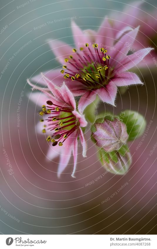 Blühendes Sempervivum arachnoideum Hauswurz Blüte blühend Nahaufnahme Dickblattgewächse Sukkulente mehrjährig alpin Crassulaceae Blume