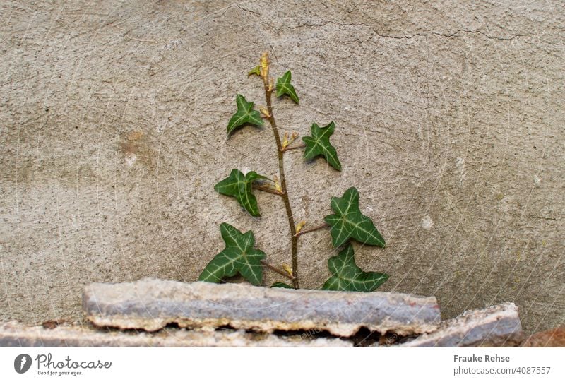 Efeu, das hinter Steinen eine Mauer hochwächst grün Ranke Hinterhof Wand Pflanze bewachsen Kletterpflanzen grau Efeuranke Fassade Grünpflanze Farbfoto