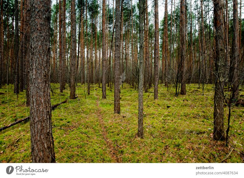 Wald in Rüdnitz baum deutschland dämmerung feierabend nadelbaum nadelwald natur park stadtpark textfreiraum wandern wanderung hochwald kiefer kiefern gras moos