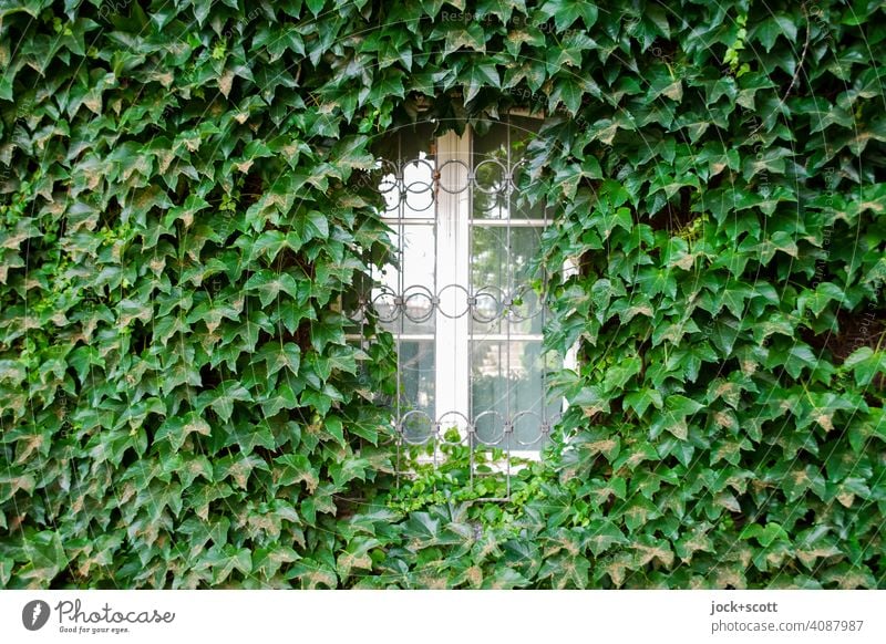 Weißes Fenster bedeckt mit grünem Efeu Fassade Wachstum Wand bewachsen Ranke Kletterpflanzen Natur Rahmen beschnitten Dekoration & Verzierung Blätter