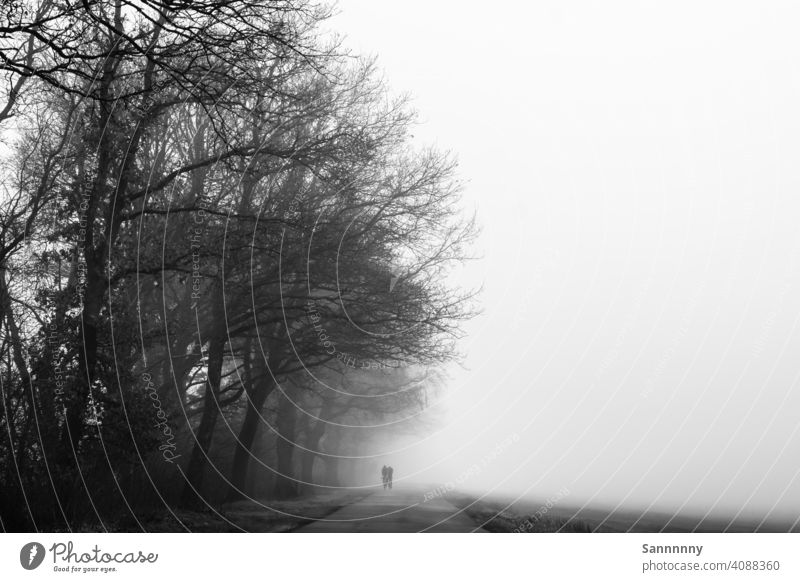 Zwei Sportler im morgendlichen Frühnebel Schwarzweißfoto Bäume Stimmung Stimmungsbild radfahrer Bewegung Nebel Straße Wege & Pfade foggy unterwegs sportlich