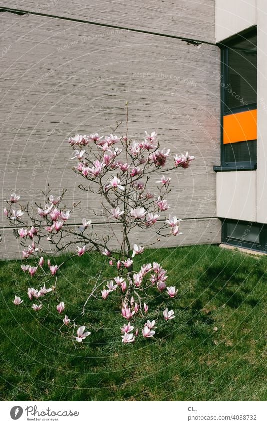 frühlingsblüte Frühling Blüte Baum strauch Wand Rasen Fenster Frühlingsgefühle Natur Beton Frühlingsblüte Blühend blühen