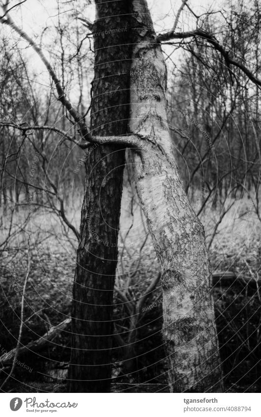 Umarmende Bäume Baum Baumstamm Birke Schwarzweißfoto ying yang umarmend umarmung Umarmung, Freund Partnerschaft im Freien Zusammensein Bonden Natur Romantik