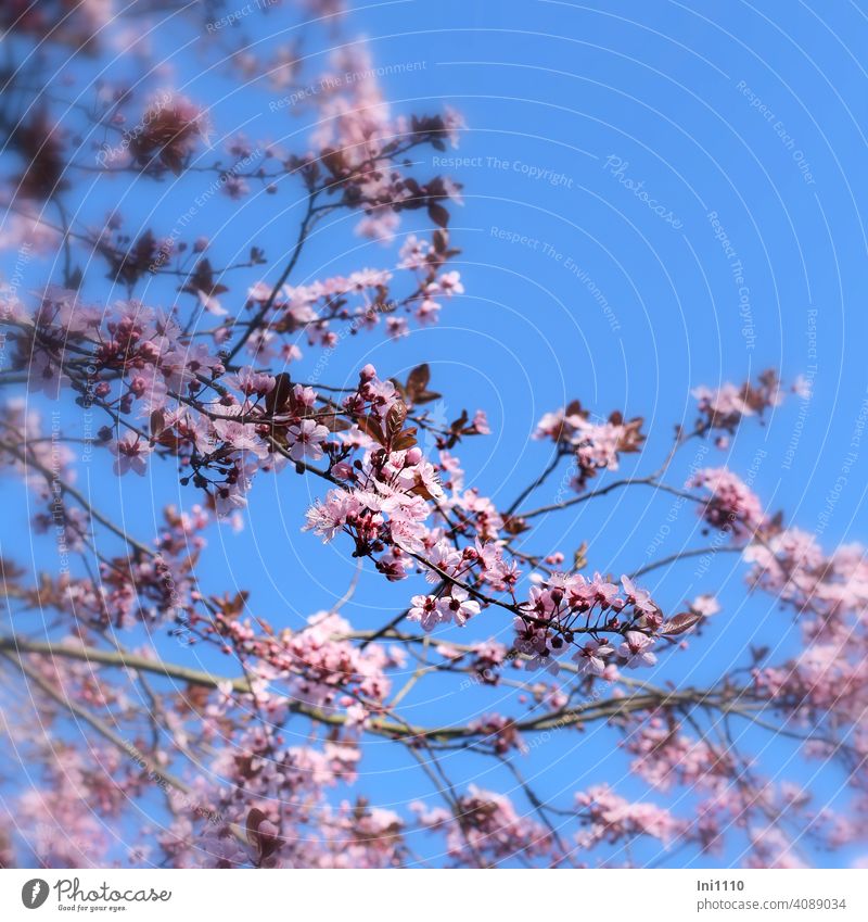 rosa Blüten der Blutpflaume vor blauem Himmel Kirschpflaume rotes Laub Prunus cerasifera 'Nigra' Ziergehölz Frühling Bienenweide Blütenrausch Myrobalane
