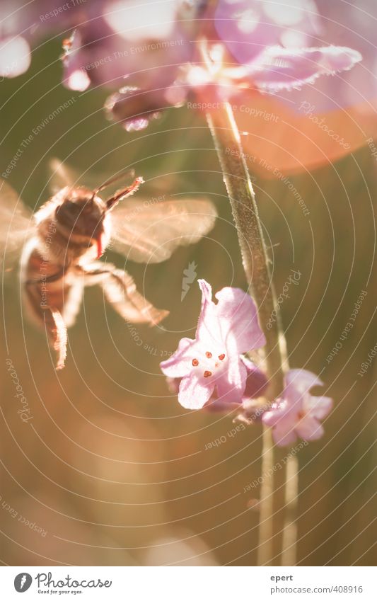 Von den Bienchen und den Blümchen Natur Sonnenlicht Sommer Blume Blüte Tier Biene Insekt 1 Blühend fliegen Duft schön Reinheit Bewegung Leichtigkeit Farbfoto
