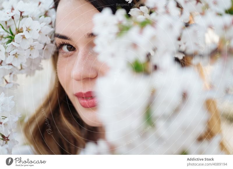 Schöne Frau inmitten von weißen Blumen Baum Überstrahlung Niederlassungen Frühling Lächeln Garten jung Blüte Flora Pflanze Aroma Wittern froh Vergnügen elegant