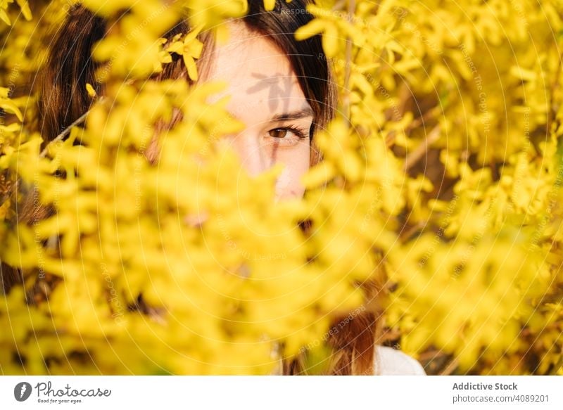 Schöne Frau versteckt inmitten von gelben Blumen Baum Überstrahlung Niederlassungen Frühling weiß Lächeln Garten jung Blüte Flora Pflanze Aroma Wittern froh