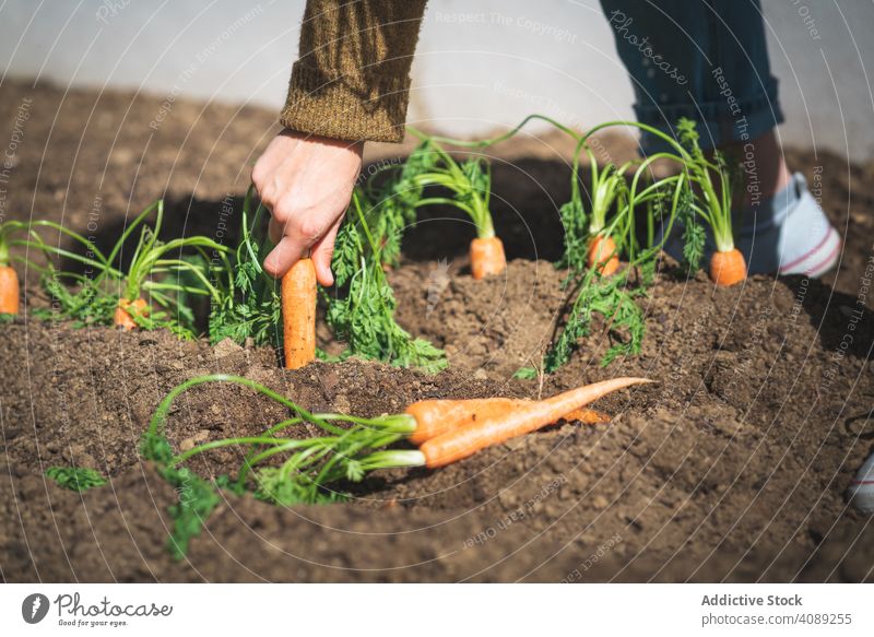 Ernte Frau erntet Karotte im Garten Möhre Boden ziehend Sitzen sonnig tagsüber Bauernhof organisch Lebensmittel Gemüse Ackerbau Pflanze frisch Gesundheit Sommer