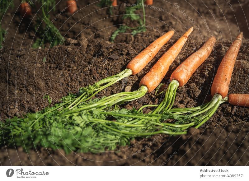 Möhren im Erdboden Karotten Bauernhof Vegetarier Saison orange Gesundheit Ackerbau Wurzel Blatt Lebensmittel lecker Veganer ungewaschen Erde grün natürlich reif