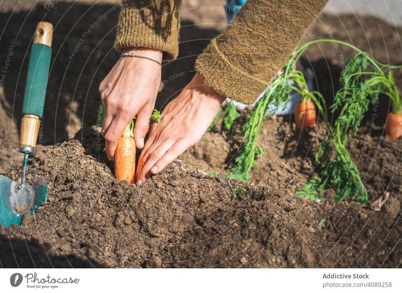Ernte Frau erntet Karotte im Garten Möhre Boden ziehend Sitzen sonnig tagsüber Bauernhof organisch Lebensmittel Gemüse Ackerbau Pflanze frisch Gesundheit Sommer
