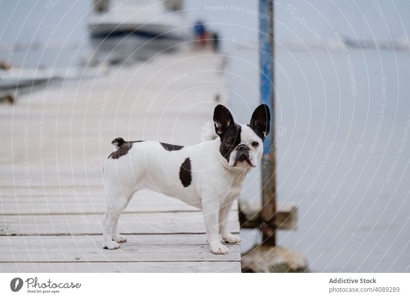 Niedlichen Hund auf Pier in der Nähe von Meer MEER Strand französische Bulldogge in die Kamera schauen Wasser Haustier Wellen Eckzahn Freund grau dumpf Stimmung