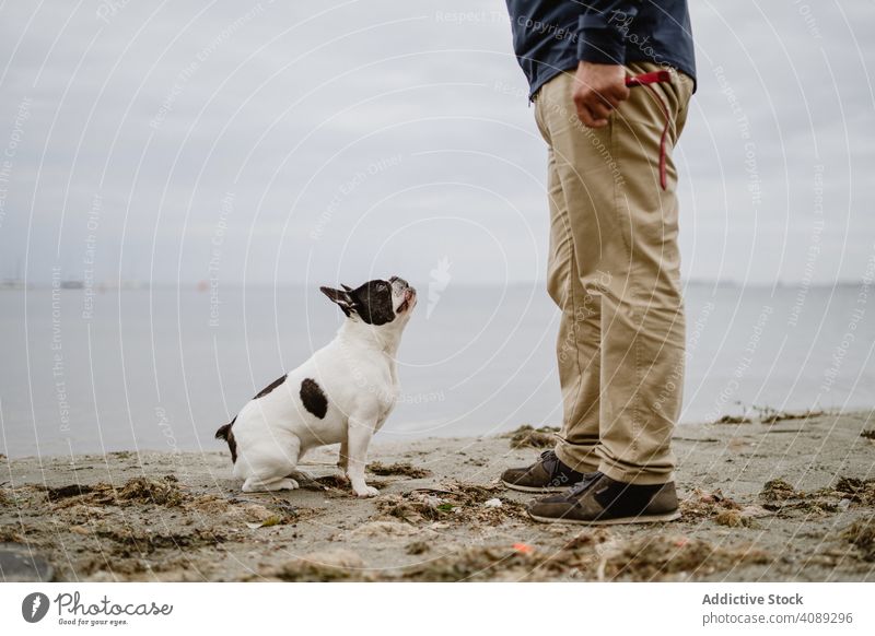 Crop Mann spielt mit Hund am Strand MEER Sand Stehen Haustier französische Bulldogge männlich Besitzer Spaß Tier Natur Wasser Freund Eckzahn Reinrassig