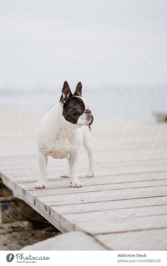 Niedlichen Hund auf Pier in der Nähe von Meer MEER Strand französische Bulldogge Wasser Haustier Wellen Eckzahn Freund grau dumpf Stimmung Ufer Küste Welpe