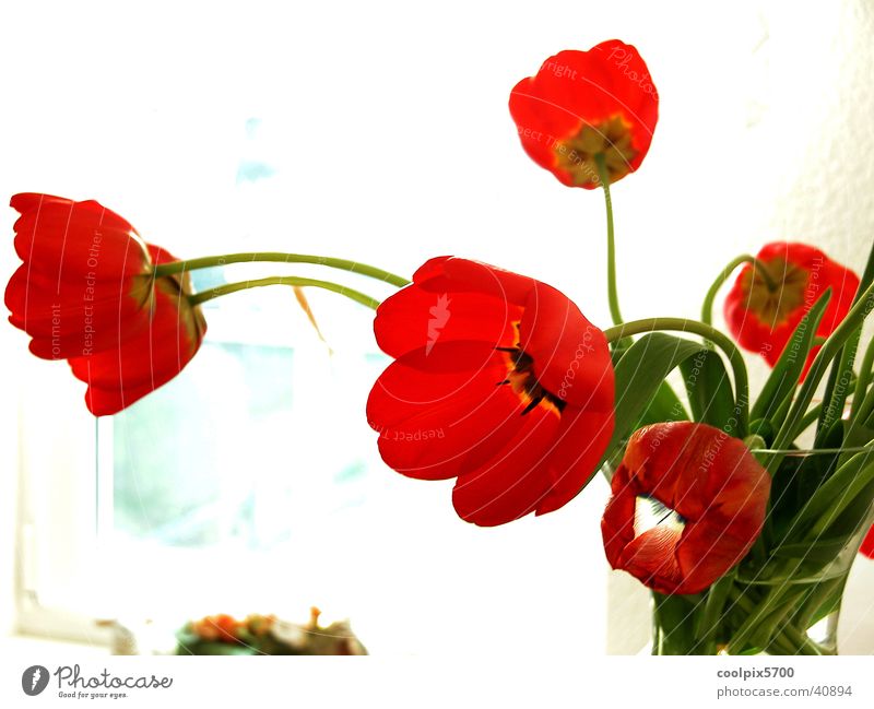 Blume am Fenster rot Licht Langzeitbelichtung Natur Farbe