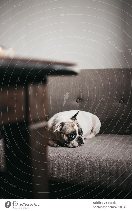 Erwachsener müder Hund auf dem Sofa zu Hause liegend heimisch gelangweilt sich[Akk] entspannen Lügen Liege Eckzahn Hündchen Haustier Freund Tier alt traurig