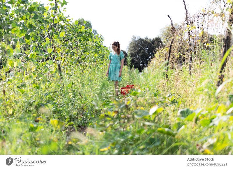 Porträt eines Teenagers bei der Ernte Mädchen Gemüse grün Pflanze Katalonien Spanien Anoia jung Frau Lebensmittel Gesundheit natürlich frisch Obstgarten
