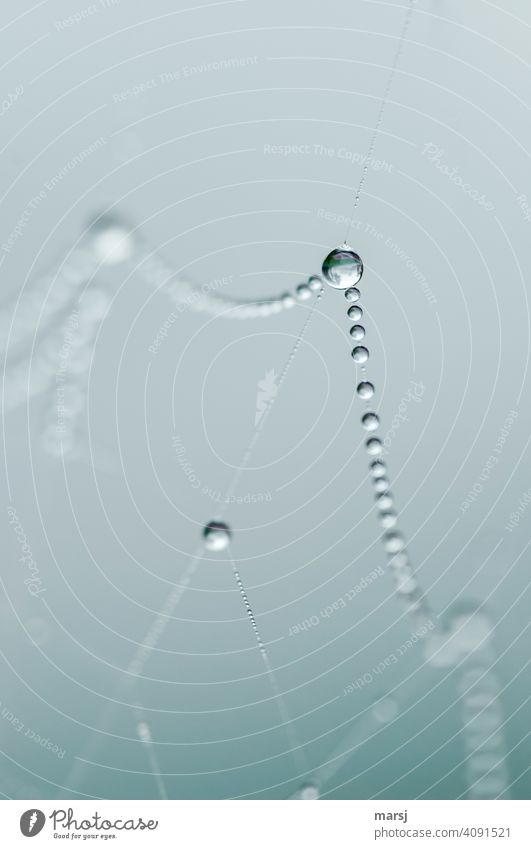 Feinste, klare und reine Wasser-Perlen, aufgereiht auf einem Spinnennetz Wassertropfen Reflexion & Spiegelung hängen Natur Nebel Herbst kalt natürlich