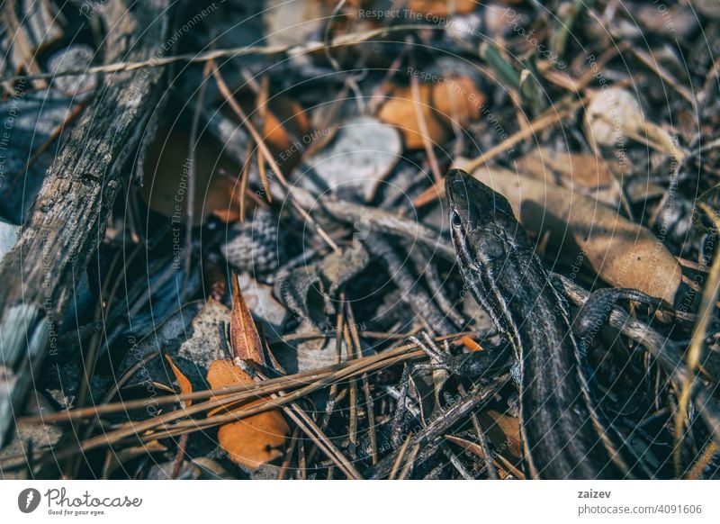 Oberseite des Kopfes einer am Boden getarnten Eidechse Haut Raubtier Wirbeltier Einsamkeit knittern Reptil Auge Kreatur Amphibie Krallen Leben agil zuschauend