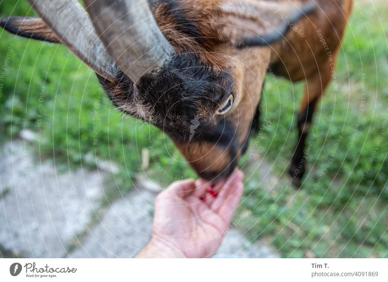 eine Ziege futtert von meiner Hand Ziegen Bauernhof prignitz Tier Außenaufnahme Nutztier Menschenleer Tag Farbfoto Haustier Tierporträt 1 Auge Futter