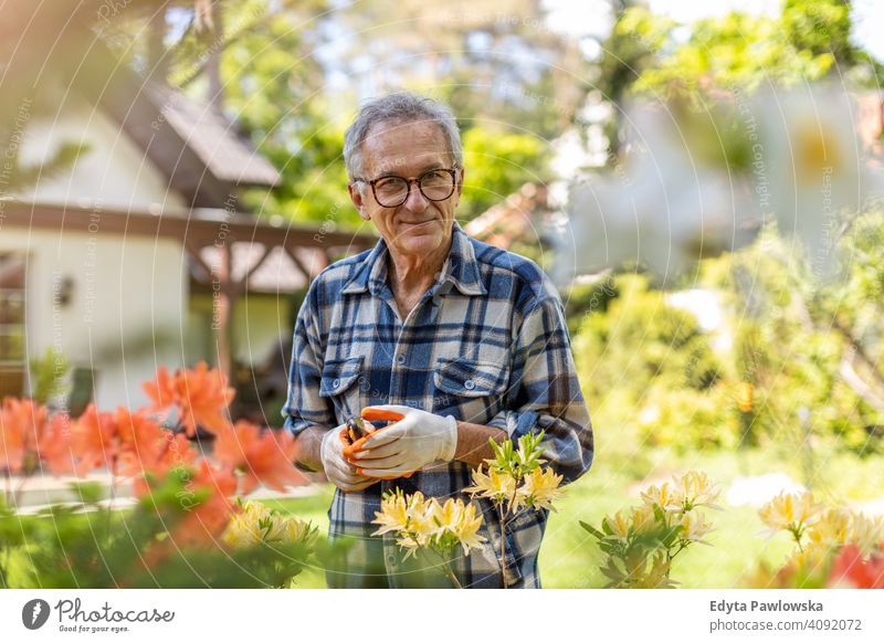 Reifer Mann arbeitet im Garten Senior älter Großvater alt Rentnerin in den Ruhestand getreten gealtert reif heimwärts Haus männlich Menschen Lifestyle