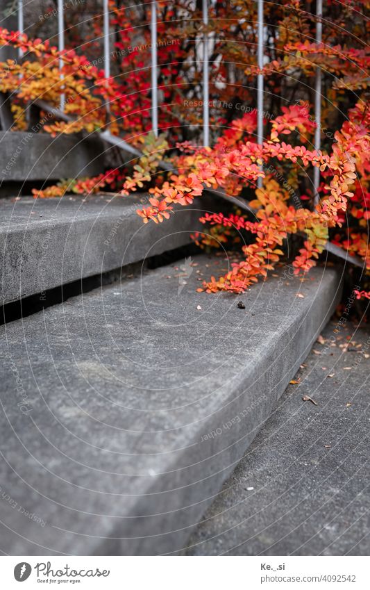 Berberitze Zweige im Herbst vor der grauen Treppe mit Geländer Strauch rot orange Herbstfärbung Stufen aus Beton Natur Blatt Zweige u. Äste Farbfoto