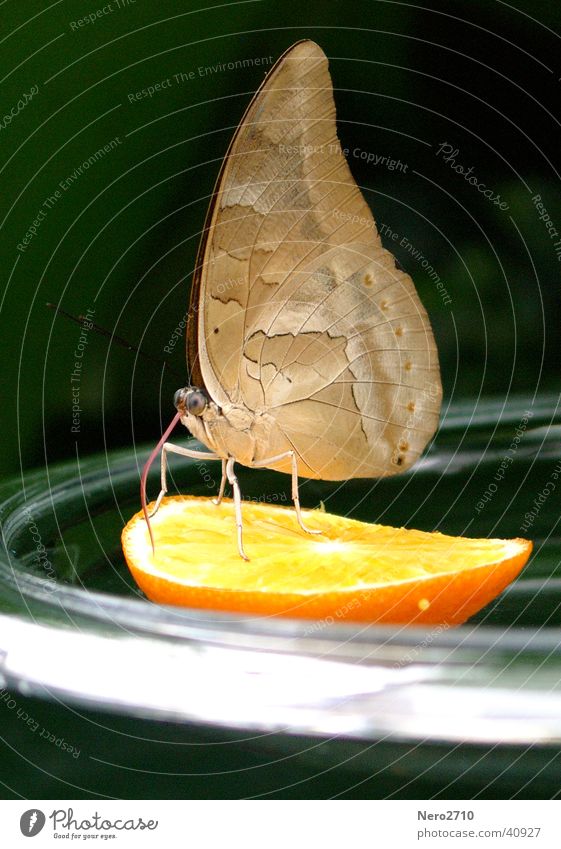 Schmetterling Insekt Nahaufnahme Makroaufnahme orange
