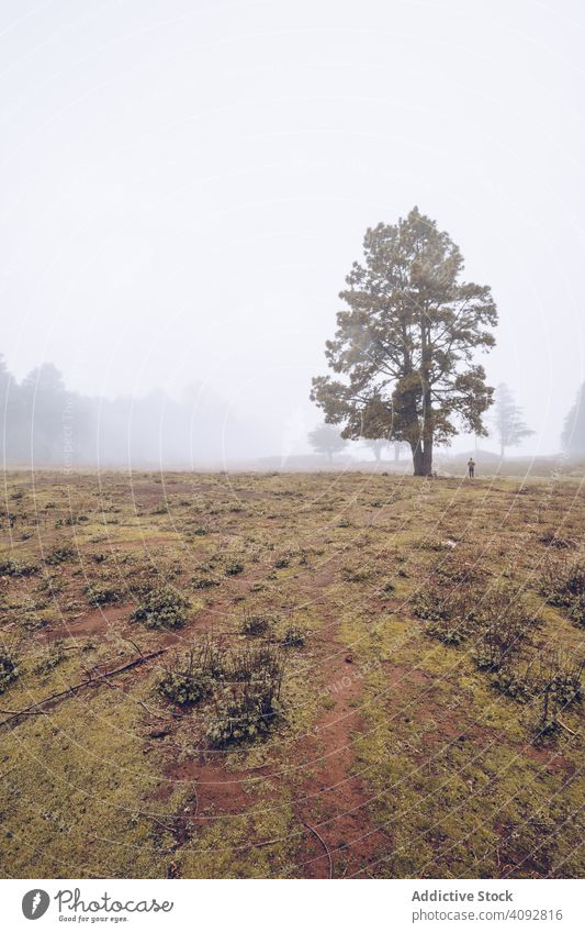 Wanderer zu Fuß auf nebligen ländlichen Feld Nebel Landschaft Reisender Rucksack Spanien Teneriffa geheimnisvoll Fußweg Baum kalt reisen wild wandern Tourist