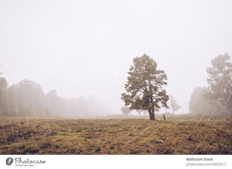 Wanderer zu Fuß auf nebligen ländlichen Feld Nebel Landschaft Reisender Rucksack Spanien Teneriffa geheimnisvoll Fußweg Baum kalt reisen wild wandern Tourist