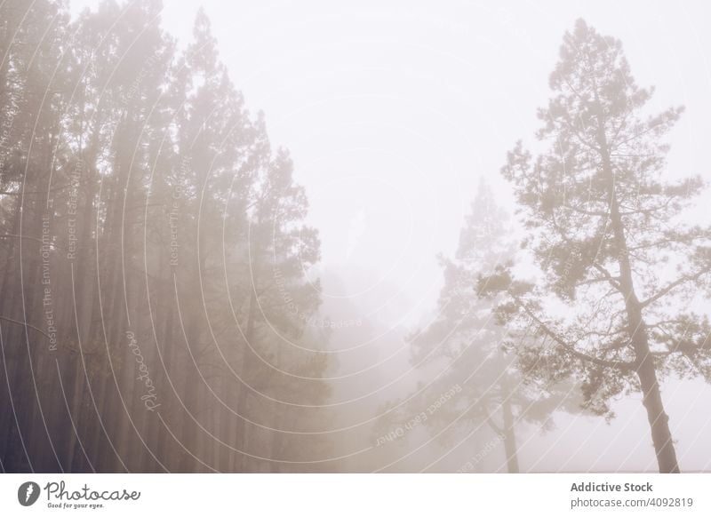 Hohe Bäume in nebligem Tag Wälder Nebel hoch nass Baum bedeckt ruhig dick Wald Natur Spanien Teneriffa reisen Einsamkeit abgelegen Tourismus Ausflug Frieden