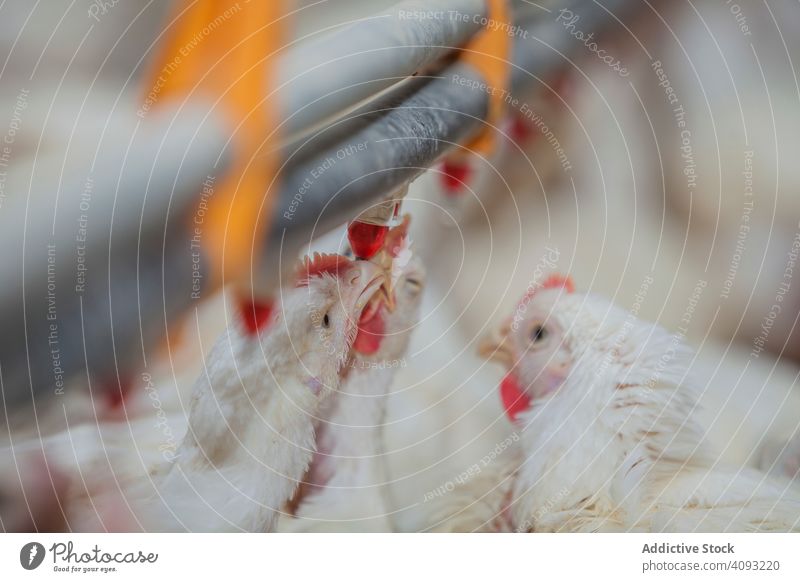Geflügel in der Hühnerfarm Federvieh Hähnchen Bauernhof Pute füttern Spaziergang geräumig Haus beleuchtet Industrie Vogel Ackerbau Landwirtschaft Lebensmittel
