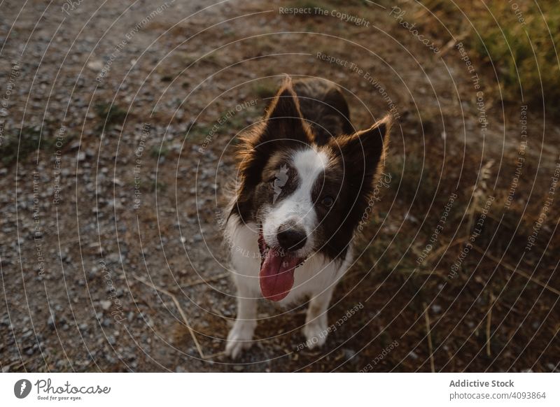 Border Collie Hund stehend auf rundem metallischen Sockel in der Landschaft Haustier Tier Freund ländlich Sitzen züchten Fell wach sich[Akk] entspannen warten