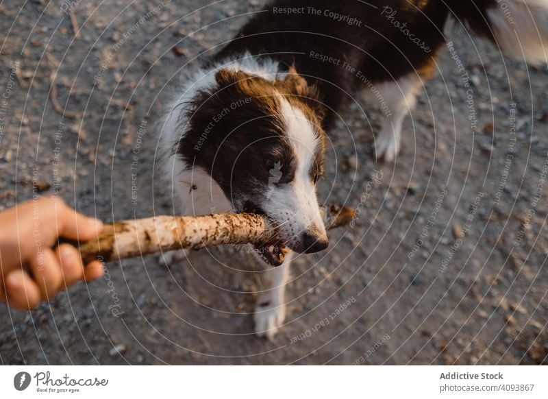 Gesichtslose Person hat Spaß mit älterem Border Collie auf der Straße Hund Tier Haustier kleben spielen Spiel Freund heimisch züchten alt schwarz weiß Stammbaum