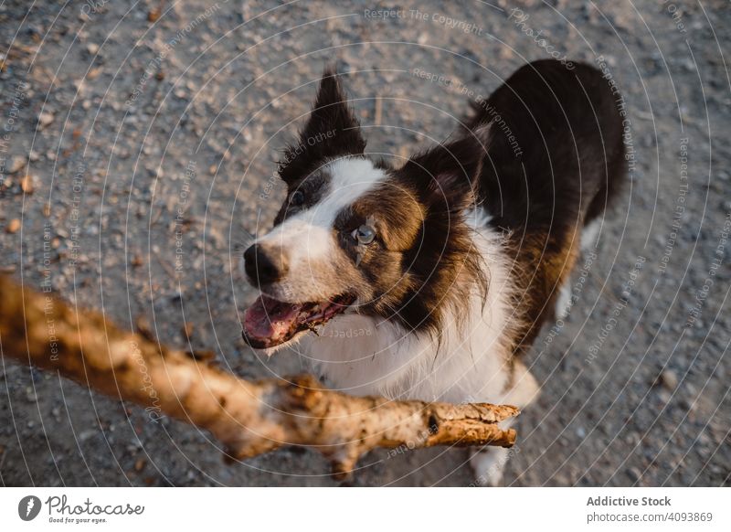 Gesichtslose Person hat Spaß mit älterem Border Collie auf der Straße Hund Tier Haustier kleben spielen Spiel Freund heimisch züchten alt schwarz weiß Stammbaum
