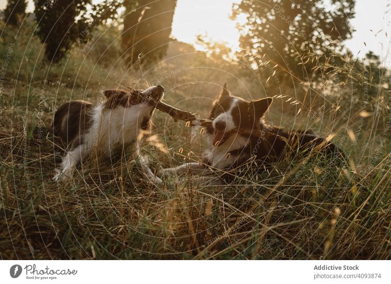 Border-Collie-Hunde, die sich gemeinsam bei einem Stockspiel auf trockenem Gras in der Natur vergnügen Border Collie Haustier Tier Freund kleben Spiel spielen
