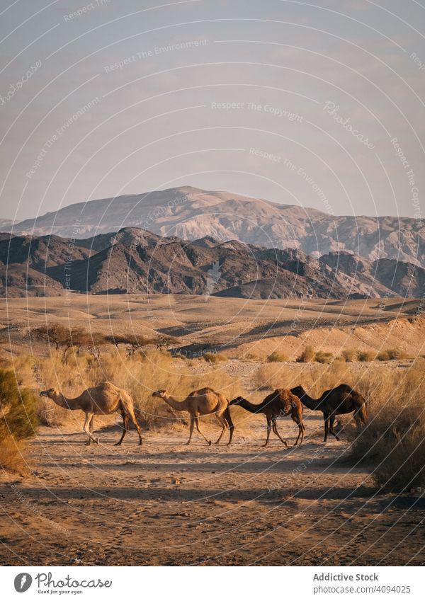 Kamele beim Wandern in der Nähe eines Bergrückens aqaba Beduinen Camel Camping Klettern wüst Dunes Granitfelsen Öko-Abenteuer Drehort Pferd Jabal-Bär