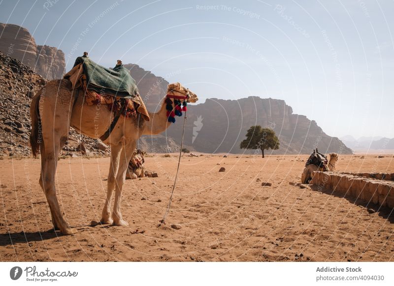 Kamele im Wadi Rum aqaba Beduinen Camel Camping Klettern wüst Dunes Granitfelsen Öko-Abenteuer Drehort Pferd Jabal-Bär Jabal-UMM-FRUTH-Brücke Jordanien