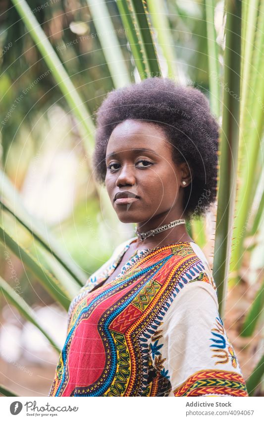 Fröhliche afrikanische Dame inmitten von Palmenblättern Frau Afrikanisch Handfläche Blatt traditionell farbenfroh Freude sich[Akk] entspannen ethnisch schwarz
