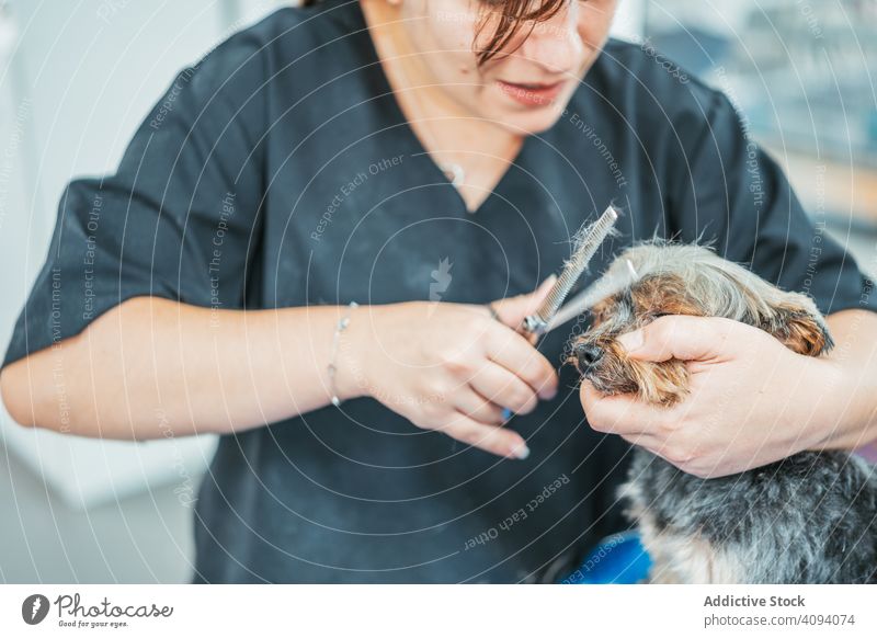 Crop Groomer schneidet Fell von kleinem Hund Hundefrisörin geschnitten Maul entgittern Frau Schere Arbeit Tier Haustier Salon Pflege Werkzeug Stammbaum