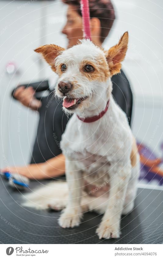 Glücklicher Hund auf dem Frisiertisch Salon Pflege Zunge rausstrecken Tisch anleinen Haustier Tier Behandlung Veterinär Tierarzt besuchen warten loyal gehorsam