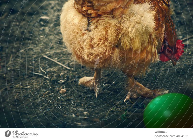 Die Mogelpackung. Eine Osterüberraschung. Wenn Hühner bunte Eier legen. Osterei Huhn gefärbt grün Ostern Überraschung verwundert wundern Leghuhn Hühnerei