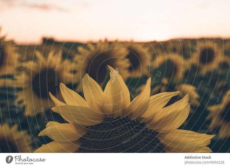 Sonnenblumen auf dem Hintergrund des blauen Himmels Feld Natur Sonnenaufgang Freiheit Land Wiese Morgen Blumen Landschaft malerisch lebhaft gelb Abenteuer Reise