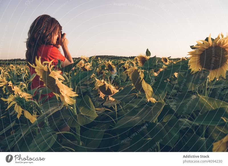 Fotograf beim Fotografieren von Sonnenblumen Frau fotografierend Natur ländlich Landschaft Fotokamera Feld Sonnenuntergang Himmel Blumen Hobby Ackerbau Flora