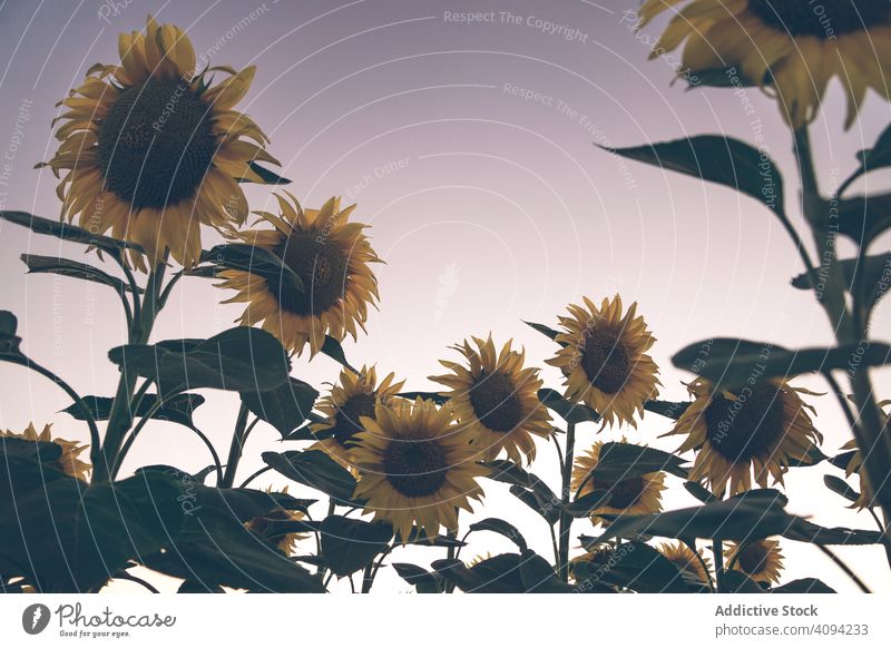 Sonnenblumen auf dem Hintergrund des blauen Himmels Feld Natur Sonnenaufgang Freiheit Land Wiese Morgen Blumen Landschaft malerisch lebhaft gelb Abenteuer Reise