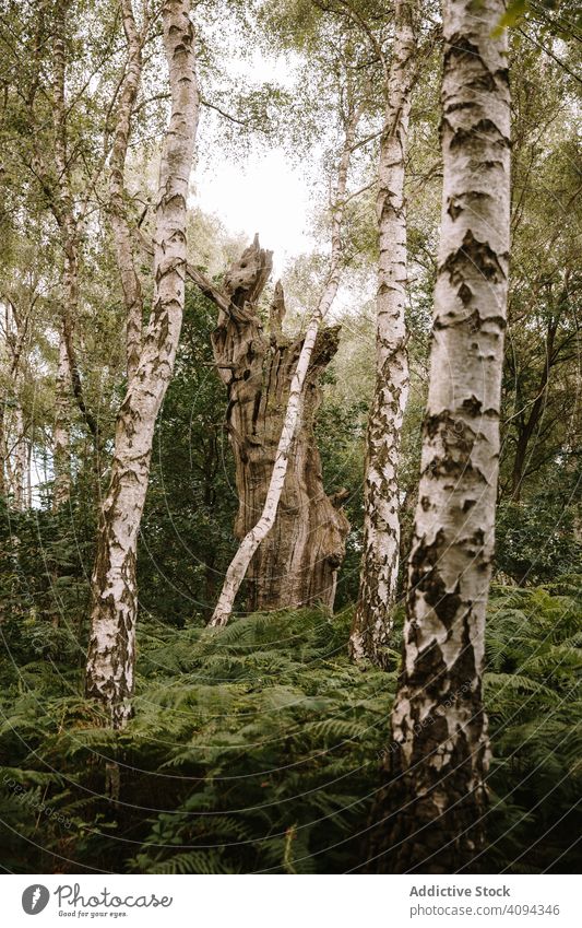 Hohe Bäume im Sommerwald Wald Baum Kofferraum Wälder Pucks Glen Natur Umwelt Tourismus reisen Ausflugsziel Urlaub Pflanze Wildnis Laubwerk Buchse Wachstum