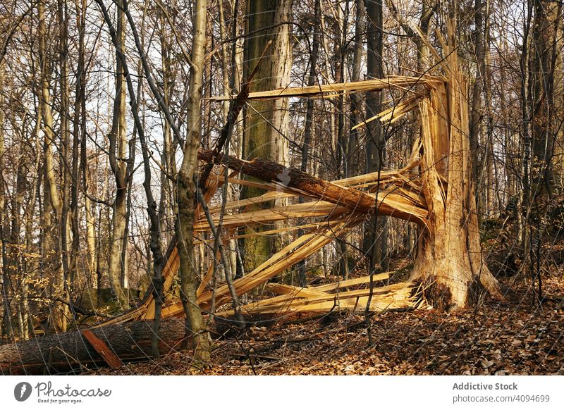 Sonniger Wald mit gebrochenem alten Baum Natur Totholz Landschaft unverhüllt südländisch Polen gefallen Herbst nackt verdorrt Blätter trocknen Kofferraum Ast