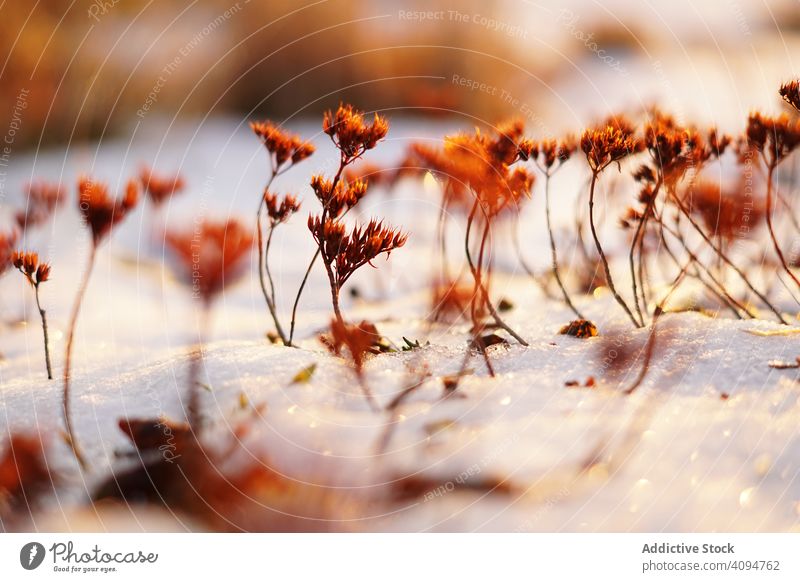 Orangefarbene Blumen auf der Wiese im Winter Pflanze Schnee Feld Windstille gefroren lebhaft dünn orange Landschaft stumm Natur Saison Wachstum kalt Umwelt Eis