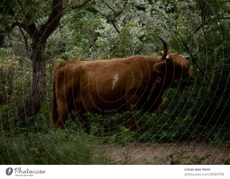 Den Haag, Niederlande, ist die Heimat der wilden Büffel. Dieses majestätische Tier mit seinen Hörnern und seinem braunen Fell macht einen Spaziergang durch die dunkelgrünen Wälder. Ein wahrhaft prächtiges Tier.